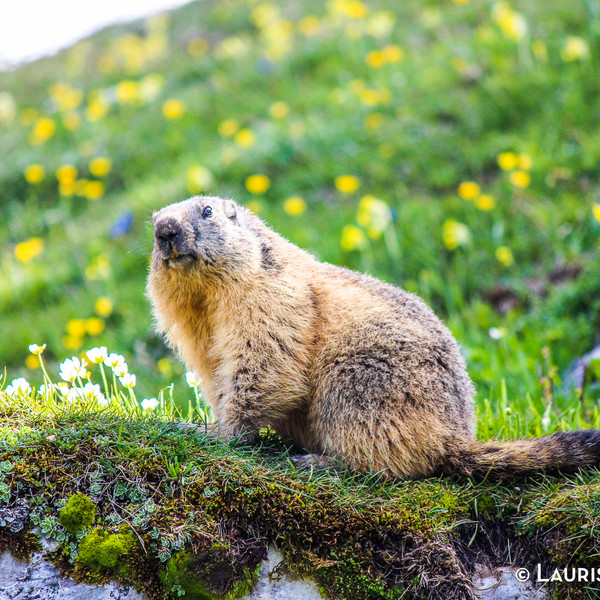 rencontre des barbus alpins